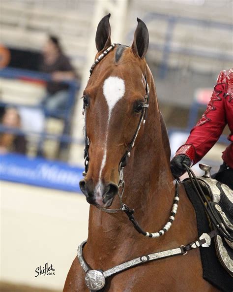 Ch Stonecroft Me First American Saddlebred Western Country Pleasure