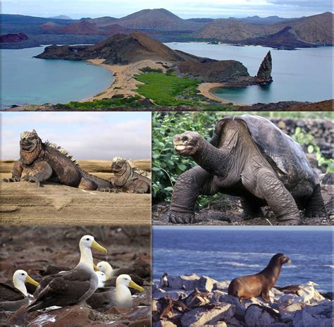La Biodiversidad De Galapagos Fauna De Las Islas Galapagos