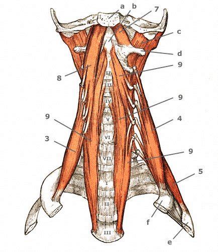 Halsmuskulatur Halsmuskeln Des Menschen Anatomie Aufbau Bilder