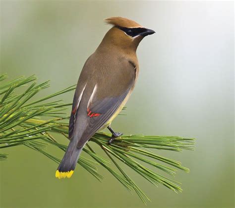 Waxwing Migratory Fruit Eating Crested Britannica
