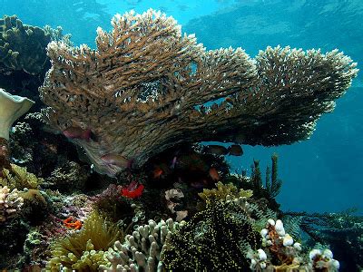 Untuk memecahkan batu karang yang terdapat di dalam hempedu, buah pinggang, saluran/pundi kencing. karang laut: Fakta Batu Karang