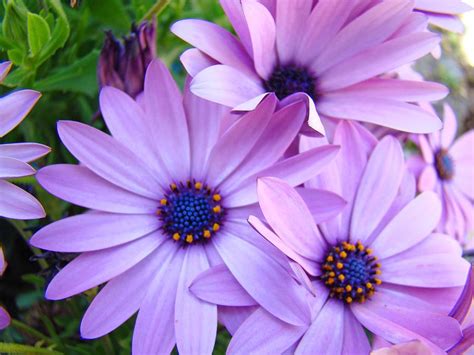 Daisies Lavender Purple Daisy Flowers Baslee Troutman Photograph By