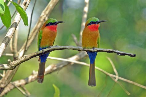 Ultimate Uganda Birding Tours Birdwatching Birdquest
