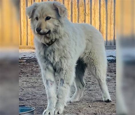 В Бурятии спасли заморенного голодом щенка Байкал Daily Новости