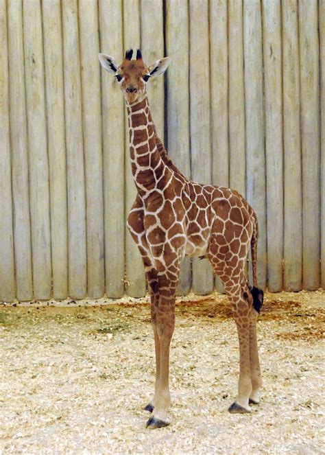 Brookfield Zoo Baby Giraffe Makes Debut Photos Huffpost Chicago