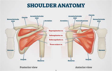 Shoulder Anatomy Posterior View