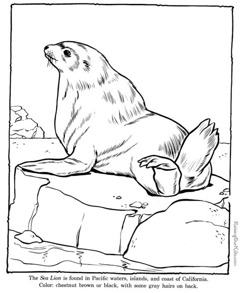 Sea Lion Coloring Pages Zoo Animals Zoo Animal