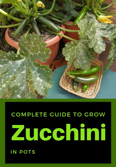 Complete Guide To Grow Zucchini In Pots Growing Zucchini Growing