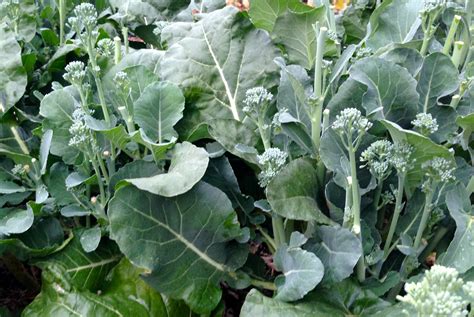 Best Broccoli Varieties For North Florida Tallahassee