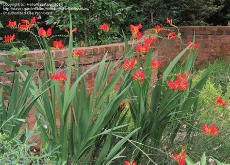 Plant Identification Closed Tall Plant With Red Flowers 1 By