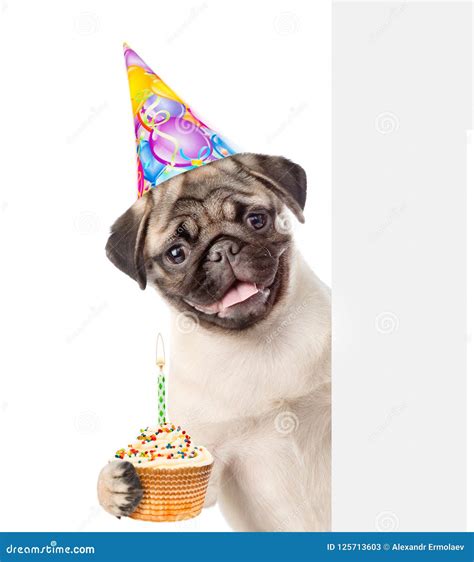 Pug Puppy With Birthday Hat Holding Cake Peeking From Behind Empty