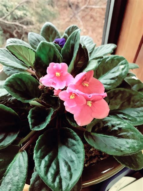 Double stars of coral, heavily marked with blue fantasy dots and dashes, and blue center stripes. African violet | African violets, Flowers, My flower