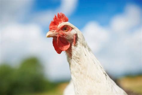 Chickens Lie About Having Food To Trick Their Partners Into Having Sex
