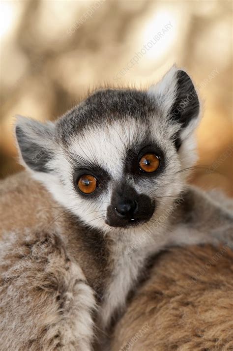 Ring Tailed Lemur Baby Stock Image C0133956 Science Photo Library
