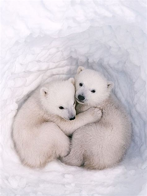 A Polar Bear Cuddles Cute Animals Baby Polar Bears Animals