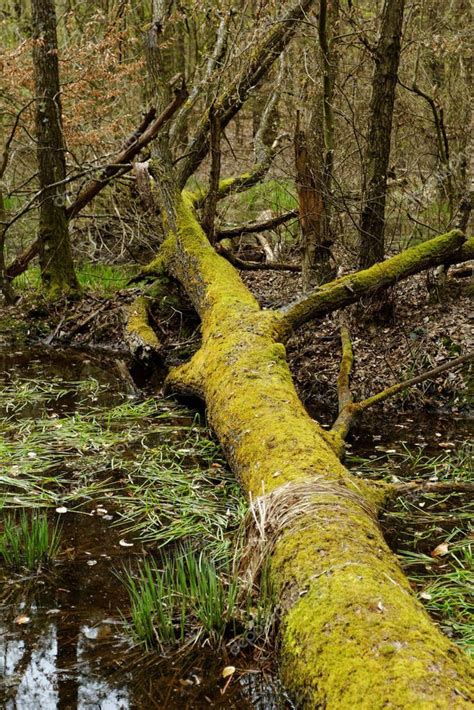 Fallen Tree Moss Lake Autumn Trees Lake Photos Tree