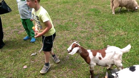 This post was written in 2011 and while it should still give you a great idea of the overall experience, it may also contain some outdated information. Petting Zoo at Family Fun Farm - YouTube