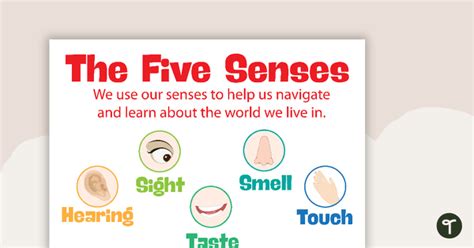 5 Senses Border