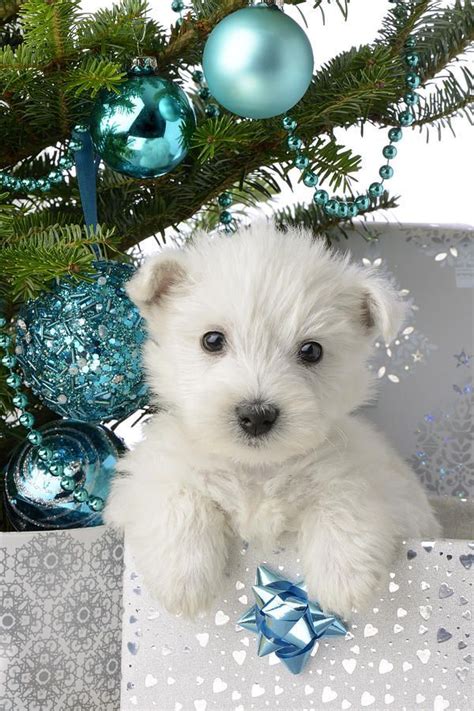 42 Of The Cutest Christmas Puppies Fallinpets