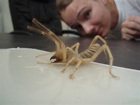 What's the difference between sun spiders, camel spiders, and wind scorpions? Newsom Seed Buzz