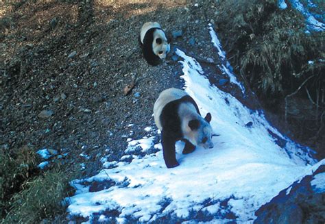 A Panda And Her Cub Wander In The Anzihe Nature Reserve In