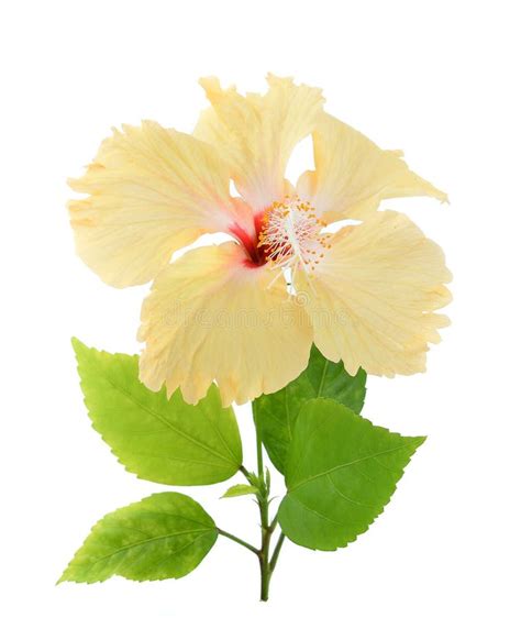 Yellow Hibiscus Flower Isolated On White Background Stock Photo Image