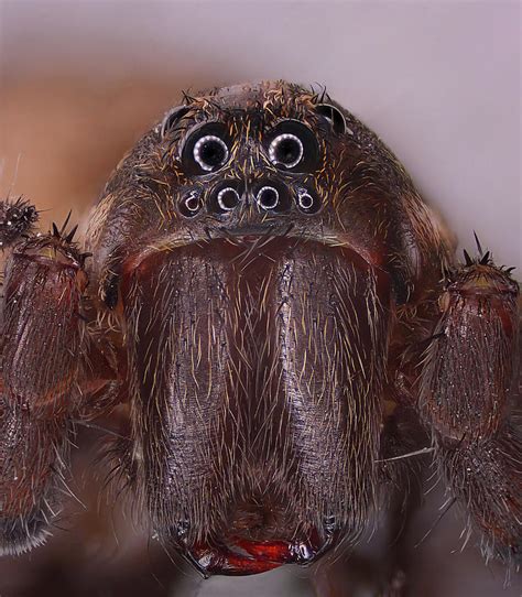 Wolf Spider Trochosa Terricola Photograph By Lukasz Sujka Fine Art