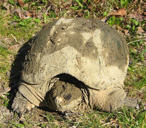 Turtle Covered In Mud Free Stock Photo Public Domain Pictures