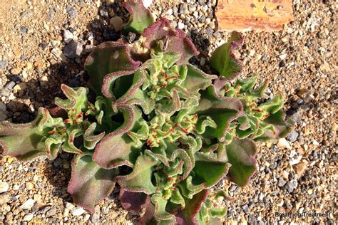 Breathing Treatment Mesembryanthemum Crystallinum Common Iceplant