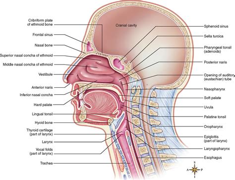 Anatomy Of The Respiratory System Basicmedical Key