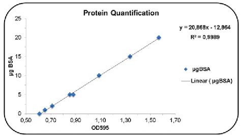 Standard Curve Of Protein Quantification Using The Bsa Method A