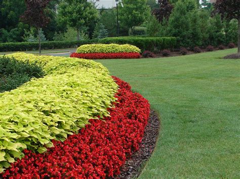 Red Begonia And Yellow Coleus In A Small Garden Landscape