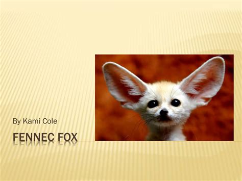 Ppt Fennec Fox Powerpoint Presentation Free Download Id2071025
