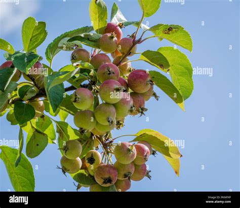 Wild Apple Branch Malus Sylvestris Esemplar Close Up Showing Fruit