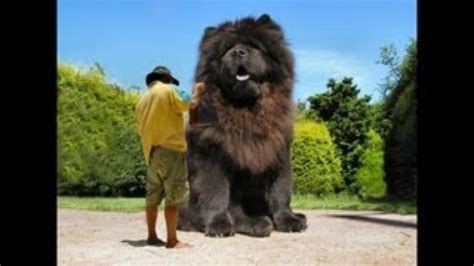 10 Biggest Dogs In The World Rich Image And