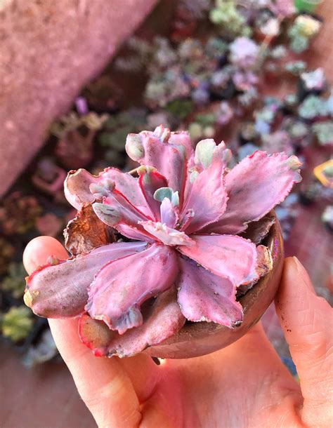 Echeveria Chantilly Dragon Fin Beautiful Rare Pink Hybrid Etsy