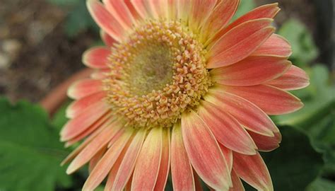 Maybe you would like to learn more about one of these? How to Care for Gerbera Daisy | Garden Guides