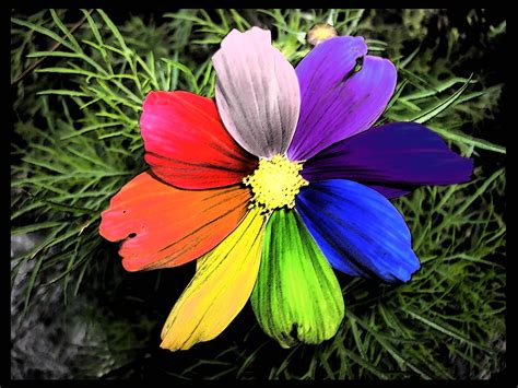 Rainbow Flower Wallpapers Wallpaper Cave