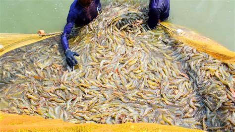 Shrimp Farming And Prawn Farming Business In India Prawn Fishing In