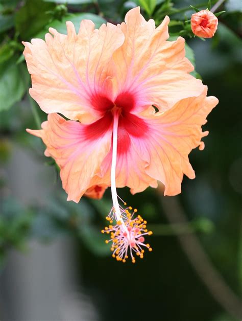 Name All Types Flowers The Different Species Of Hibiscus Flowers