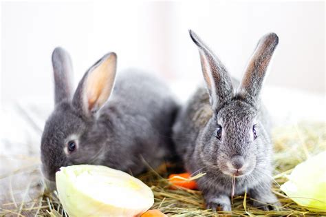 This page contains affiliate links. Can Rabbits Eat Cauliflower? Nutritional Supplement For ...