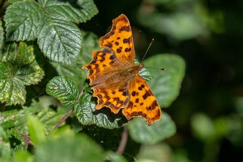 ‘big Butterfly Count 1st August 2019 Ferring Conservation Group