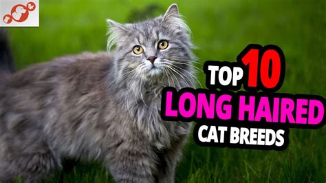 🐈 Long Haired Cats Top 10 Most Beautiful Long Haired Cats In The