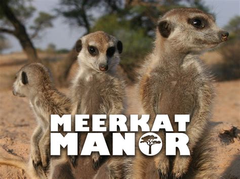 Watch Meerkat Manor Season 4 Prime Video