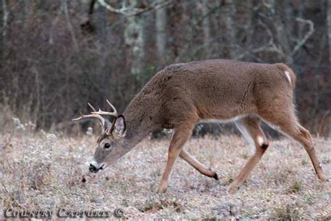 Country Captures Whitetail Buck Frosty Morning