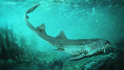 Tiny Fossil Leads To Discovery Of Ancient Shark Species That Lived In T