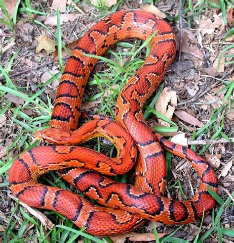 A baby corn snake can be kept in a large exo your corn snake's vivarium should measure around 4ft x 2ft x 2ft. Okeetee Cornsnake - Ians Vivarium | Corn snake, Pet snake ...