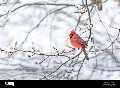 Red Cardinal Snow Hi Res Stock Photography And Images Alamy