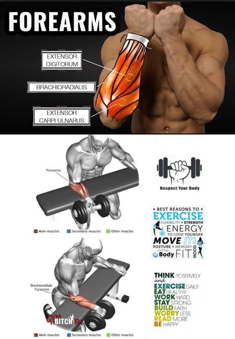 Forearm Muscles Forearm Workout Forarm Workout Forearm Muscles