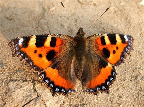 Small Tortoiseshell Butterfly: Identification, Facts, & Pictures